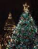 boston common christmas tree.jpg